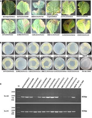 Comparative Genomic Analysis of Xanthomonas campestris pv. campestris Isolates BJSJQ20200612 and GSXT20191014 Provides Novel Insights Into Their Genetic Variability and Virulence